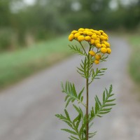 Tansy
